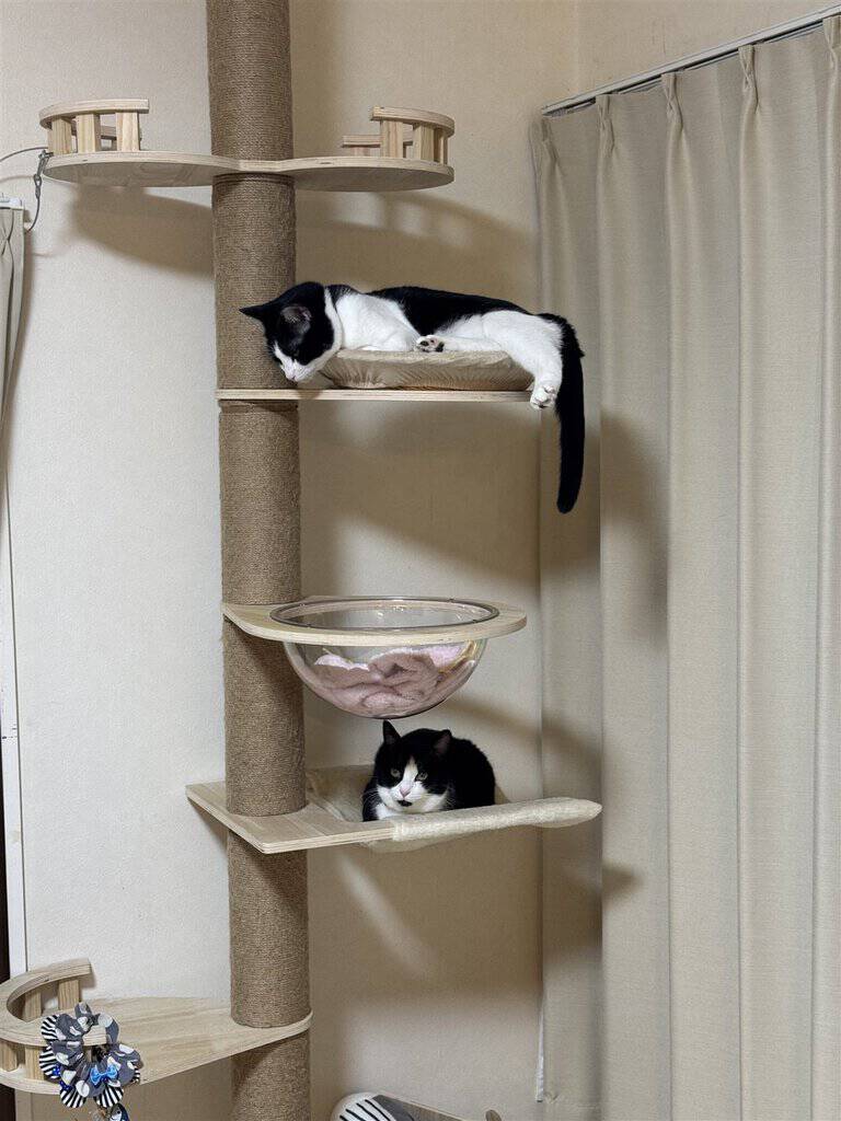 キャットタワーの別々の段でくつろぐ猫2匹