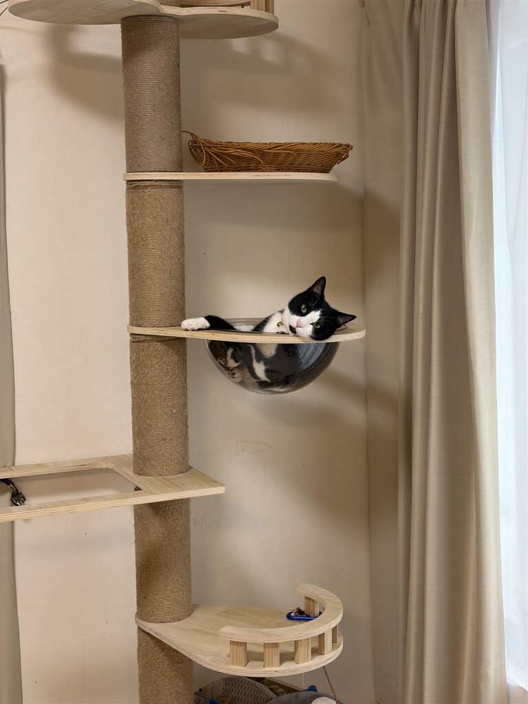 透明ボウル（宇宙船）に入る猫