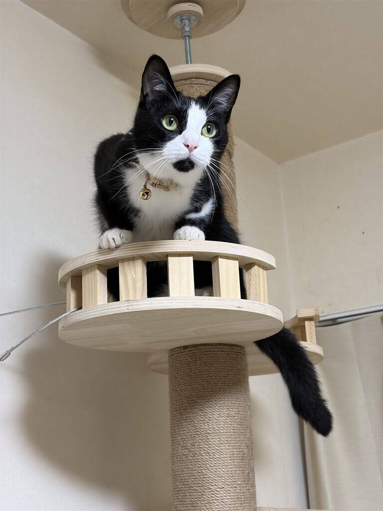 天井に突っ張り固定しカーテンレールにワイヤーで補強したキャットタワーと猫