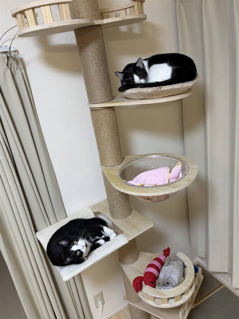 突っ張りキャットタワーの全体と猫2匹